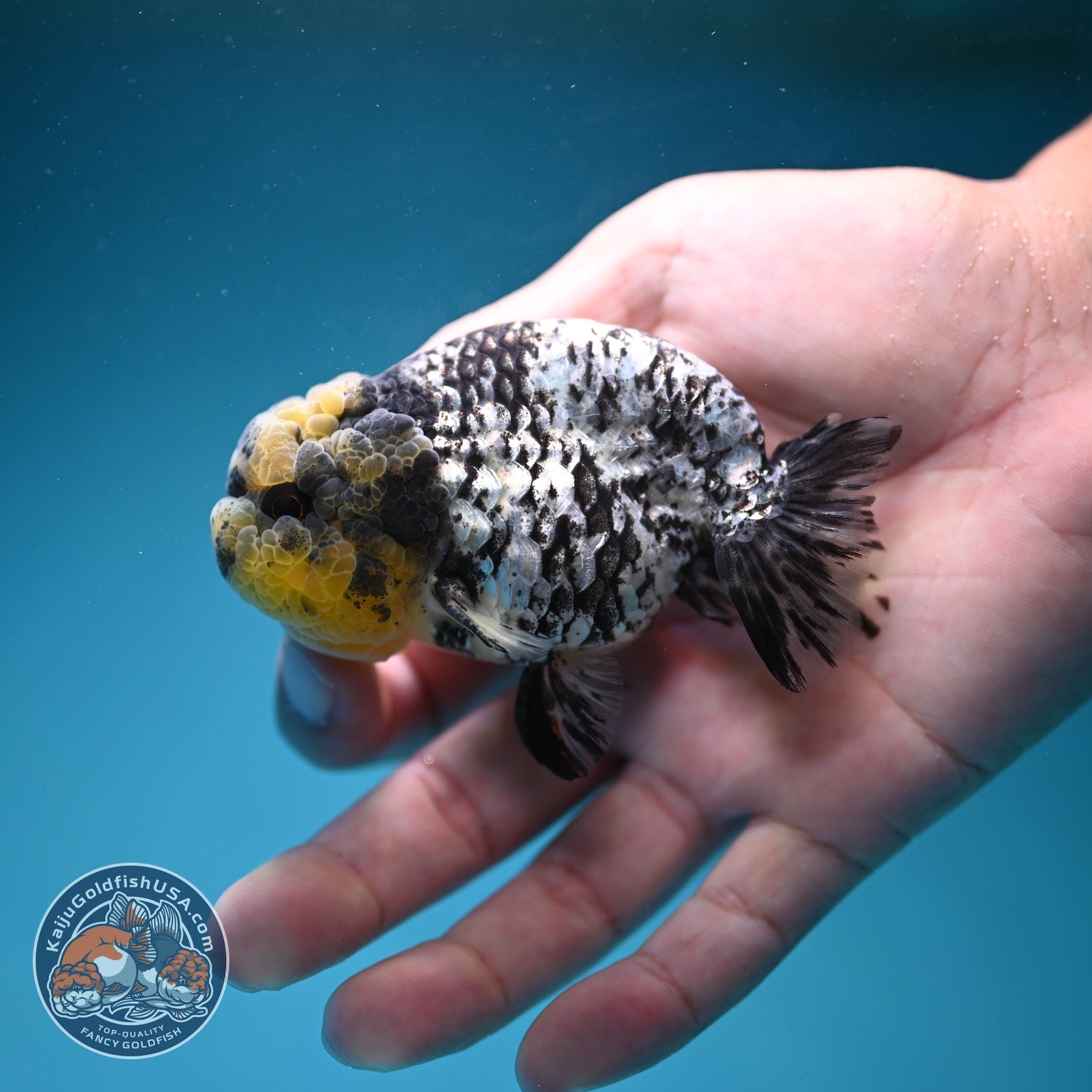 White Tiger Ranchu 3 inch Body (260821_RC04)