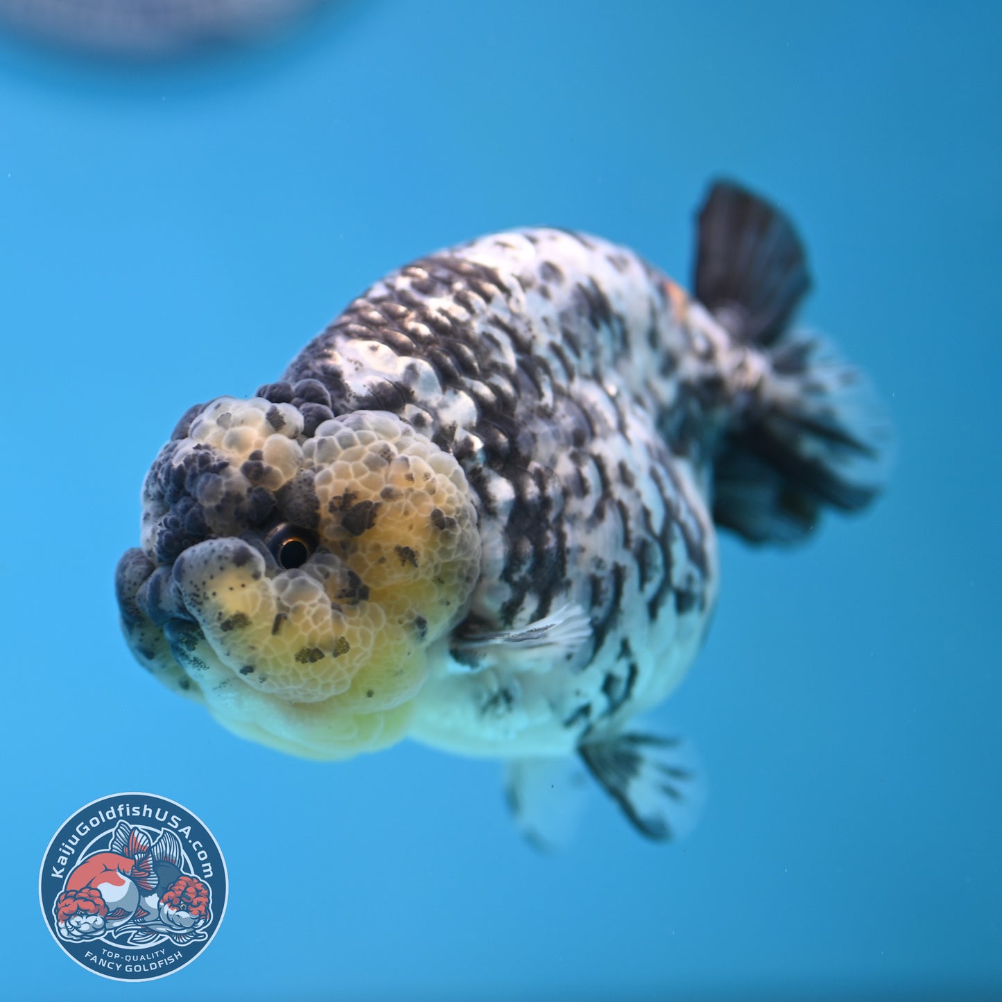 White Tiger Ranchu 3.5 inch Body (251212_RC06)