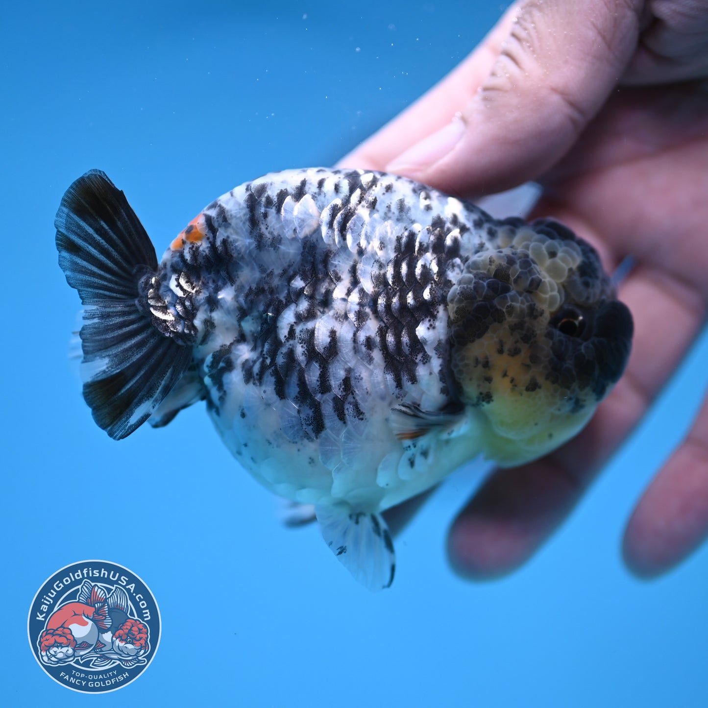 White Tiger Ranchu 3.5 inch Body (251212_RC06)