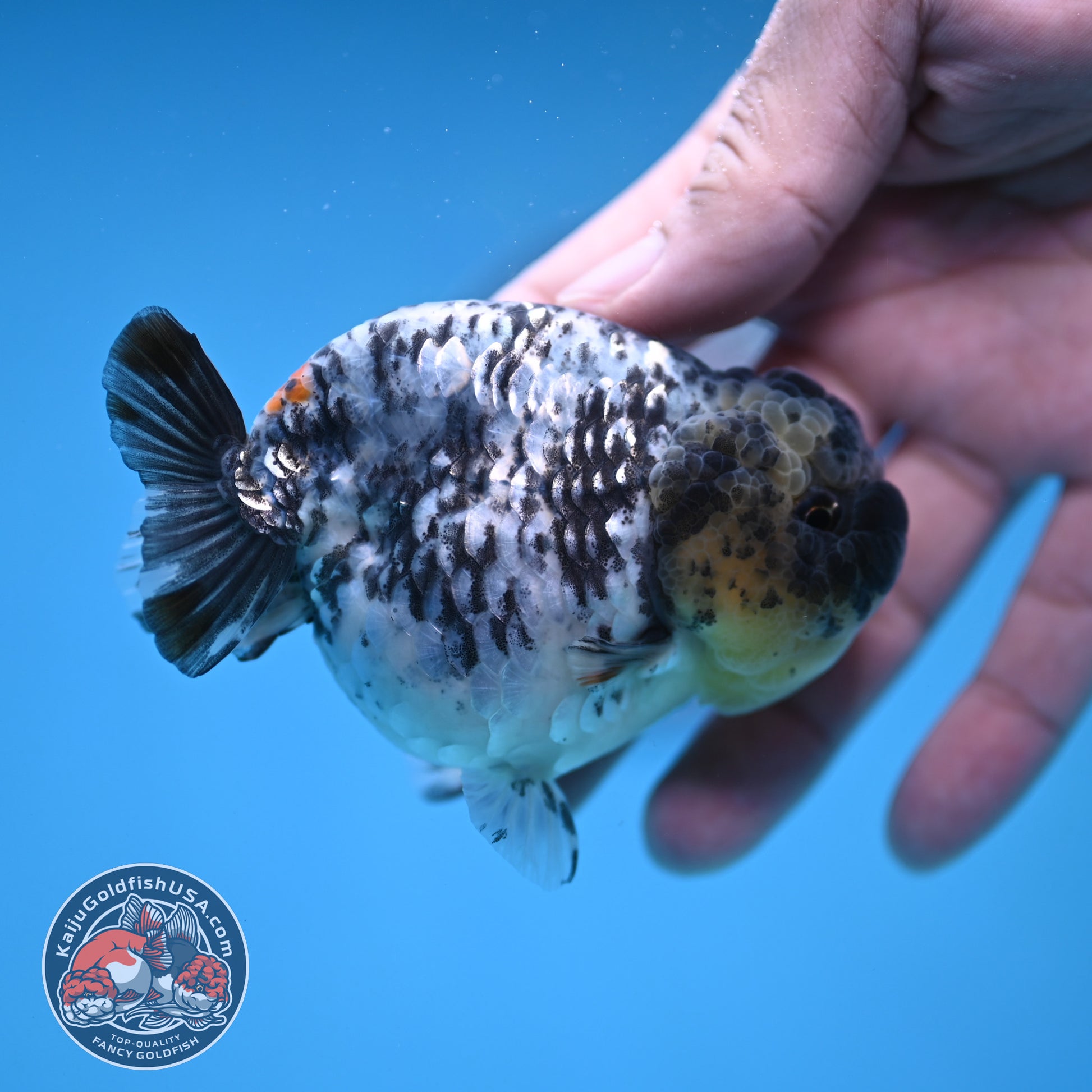 White Tiger Ranchu 3.5 inch Body (251212_RC06)