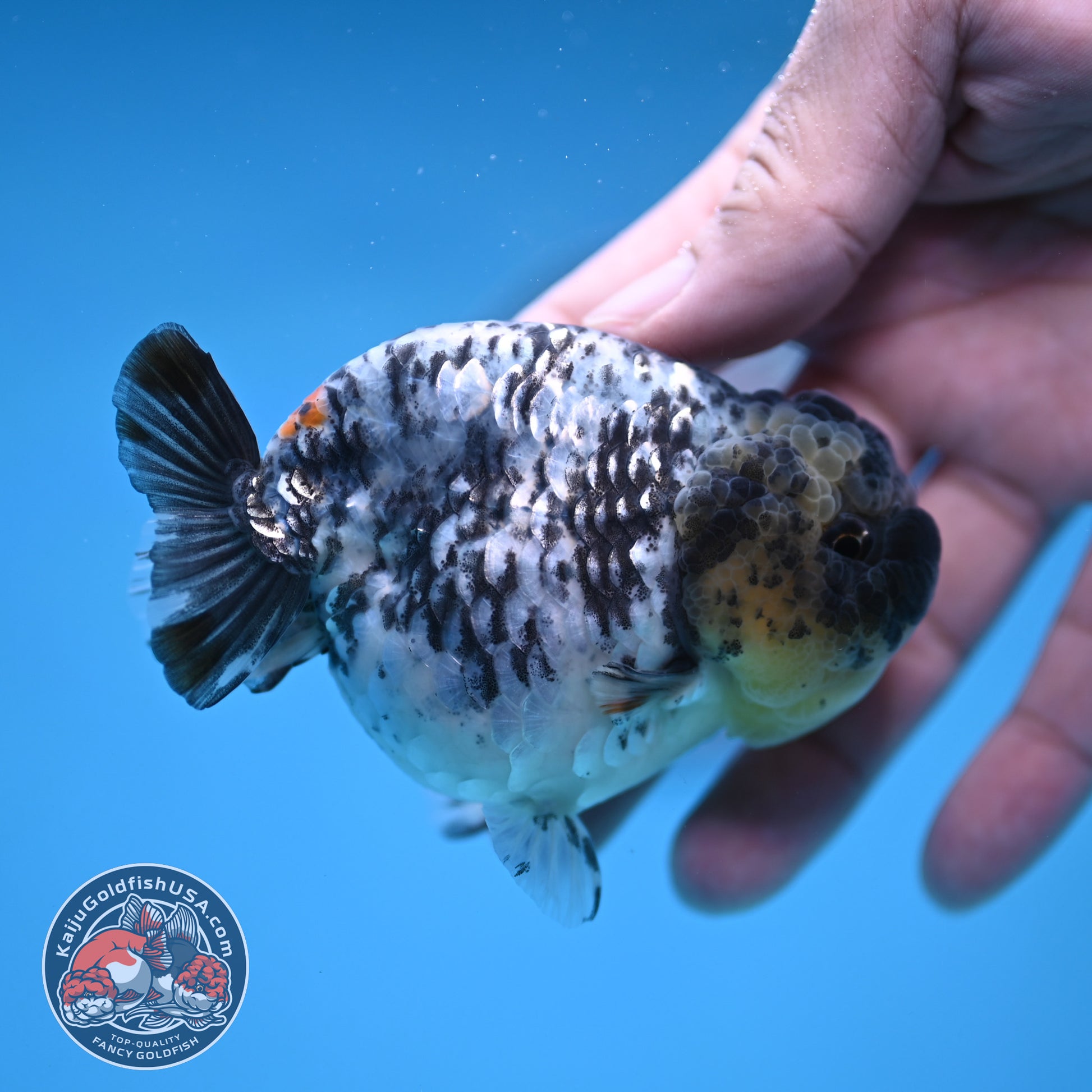 White Tiger Ranchu 3.5 inch Body (251212_RC06)