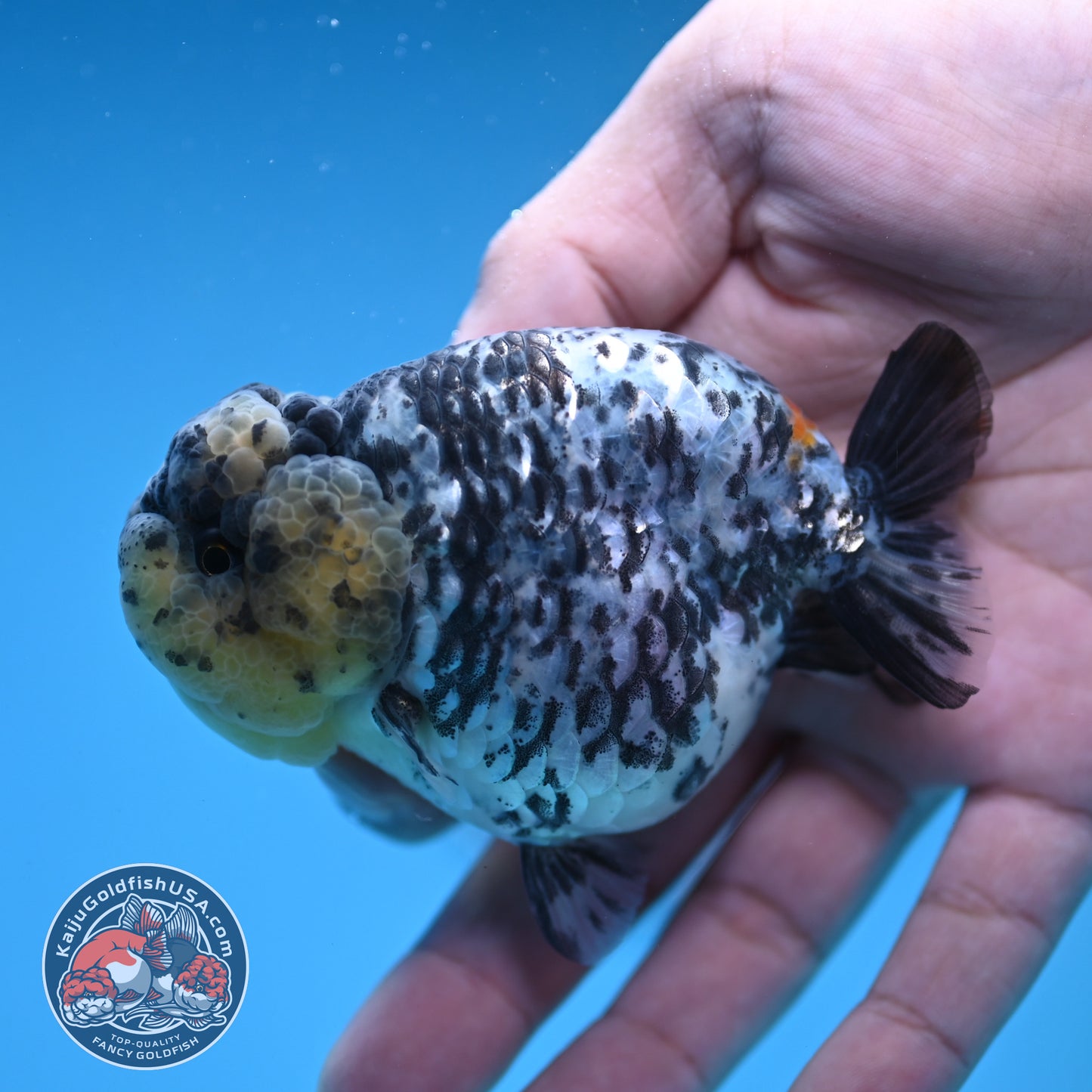 White Tiger Ranchu 3.5 inch Body (251212_RC06)