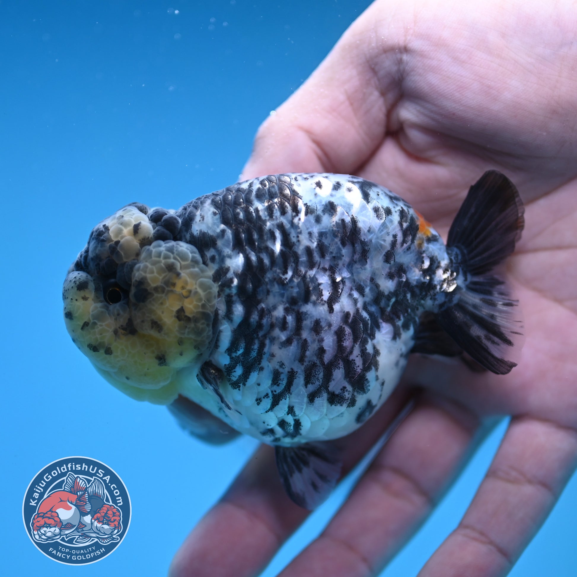 White Tiger Ranchu 3.5 inch Body (251212_RC06)