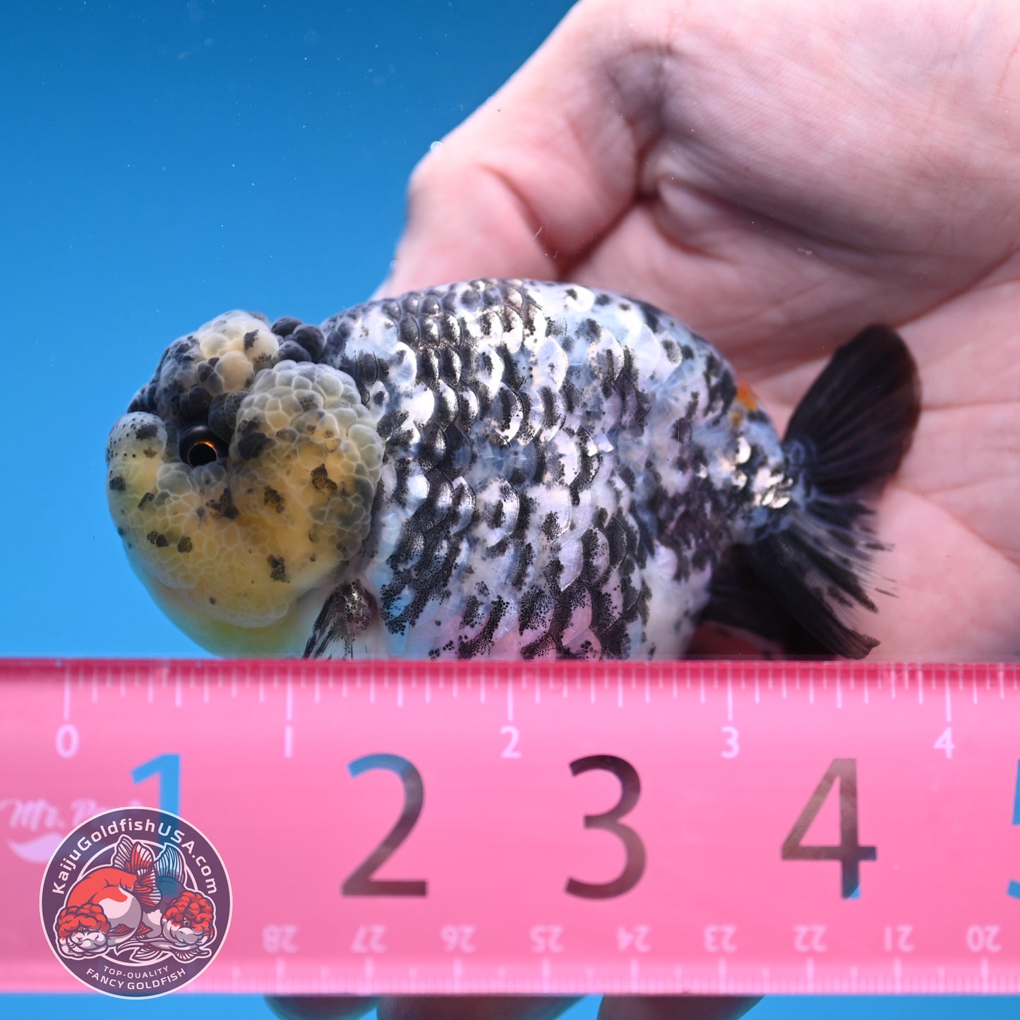 White Tiger Ranchu 3.5 inch Body (251212_RC06)