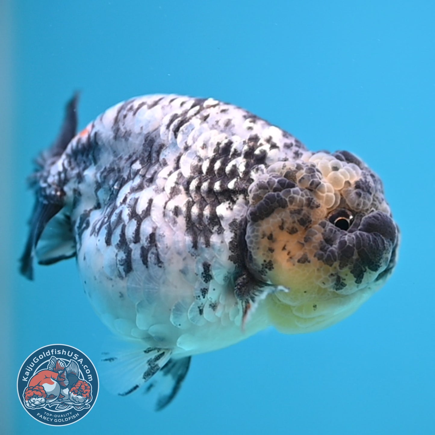 White Tiger Ranchu 3.5 inch Body (251212_RC06)