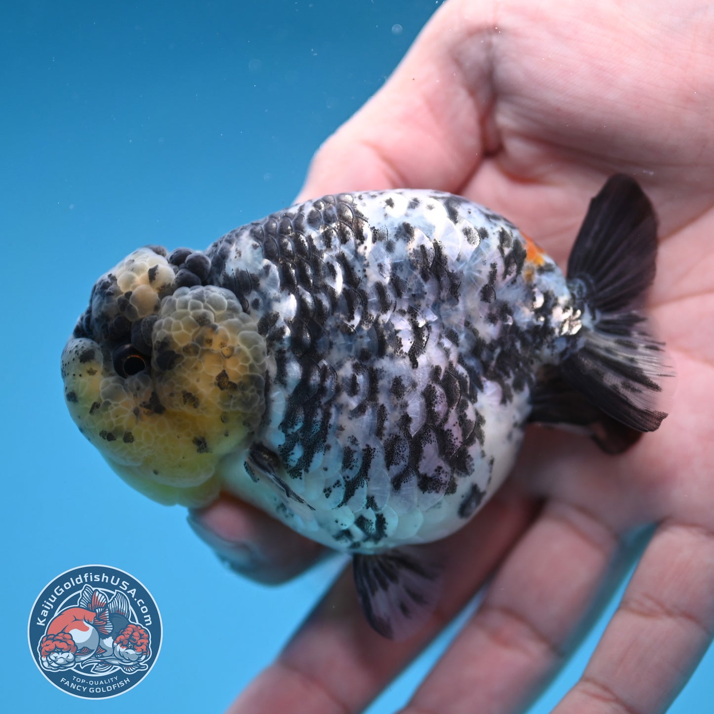 White Tiger Ranchu 3.5 inch Body (251212_RC06)