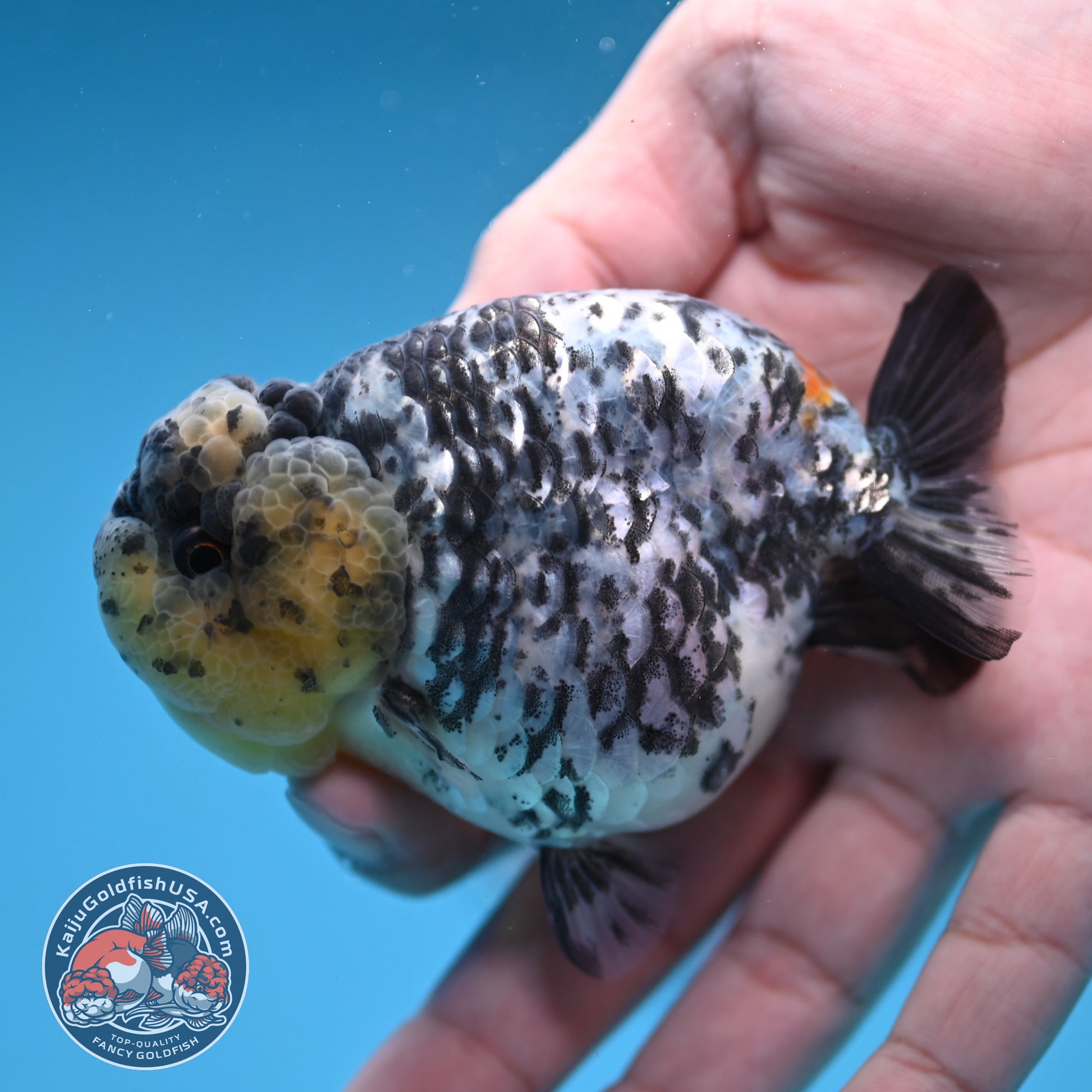White Tiger Ranchu 3.5 inch Body (251212_RC06)