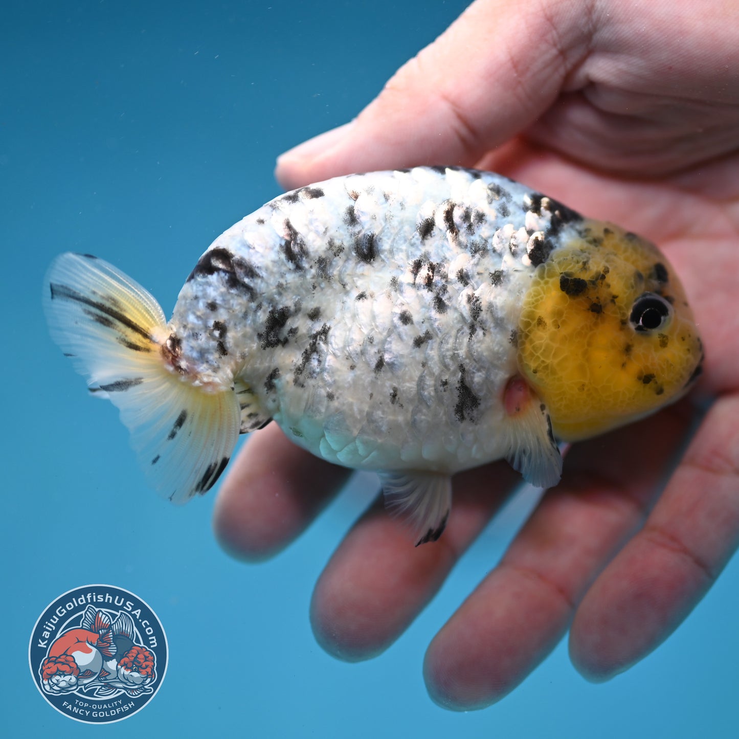 White Tiger Ranchu 3.5 inch Body (260306_RC07)