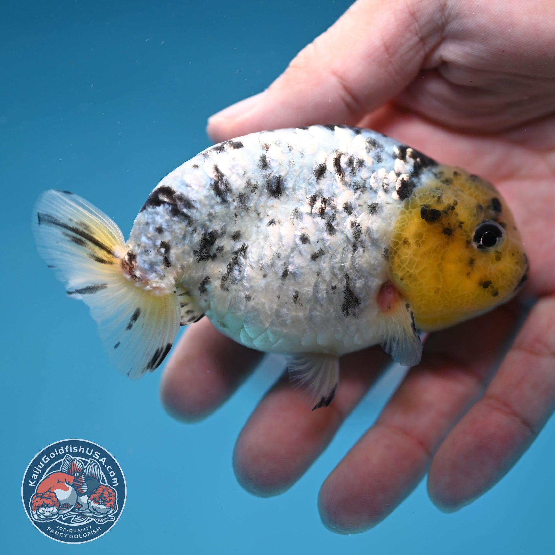 White Tiger Ranchu 3.5 inch Body (260306_RC07)