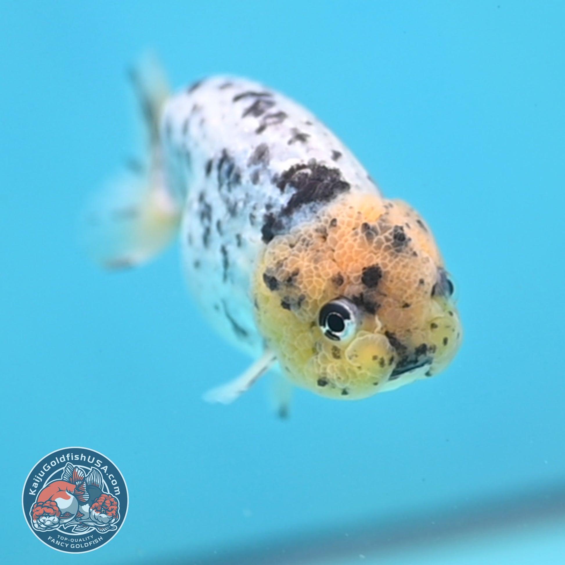 White Tiger Ranchu 3.5 inch Body (260306_RC07)