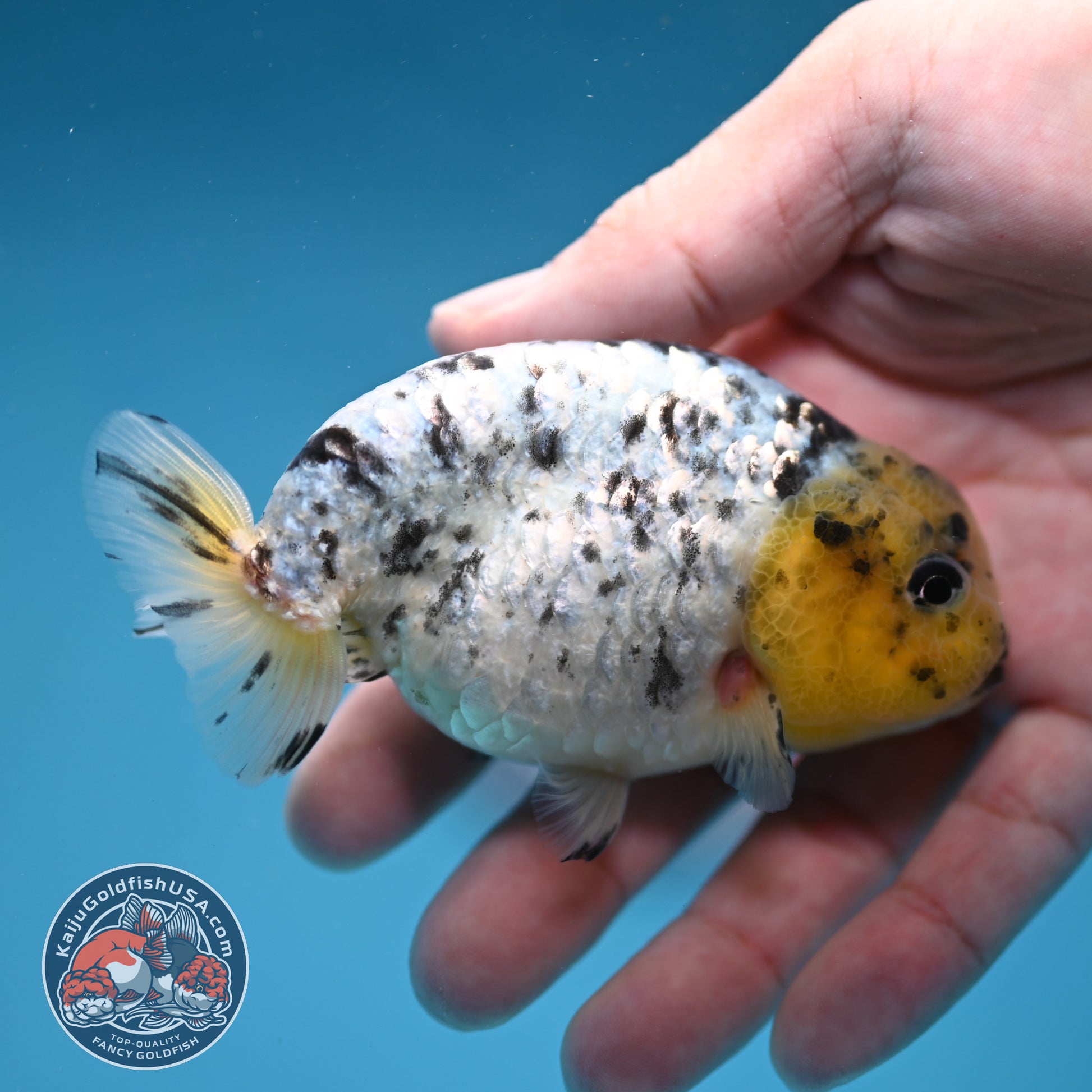White Tiger Ranchu 3.5 inch Body (260306_RC07)