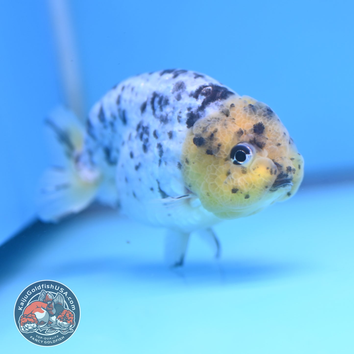 White Tiger Ranchu 3.5 inch Body (260306_RC07)