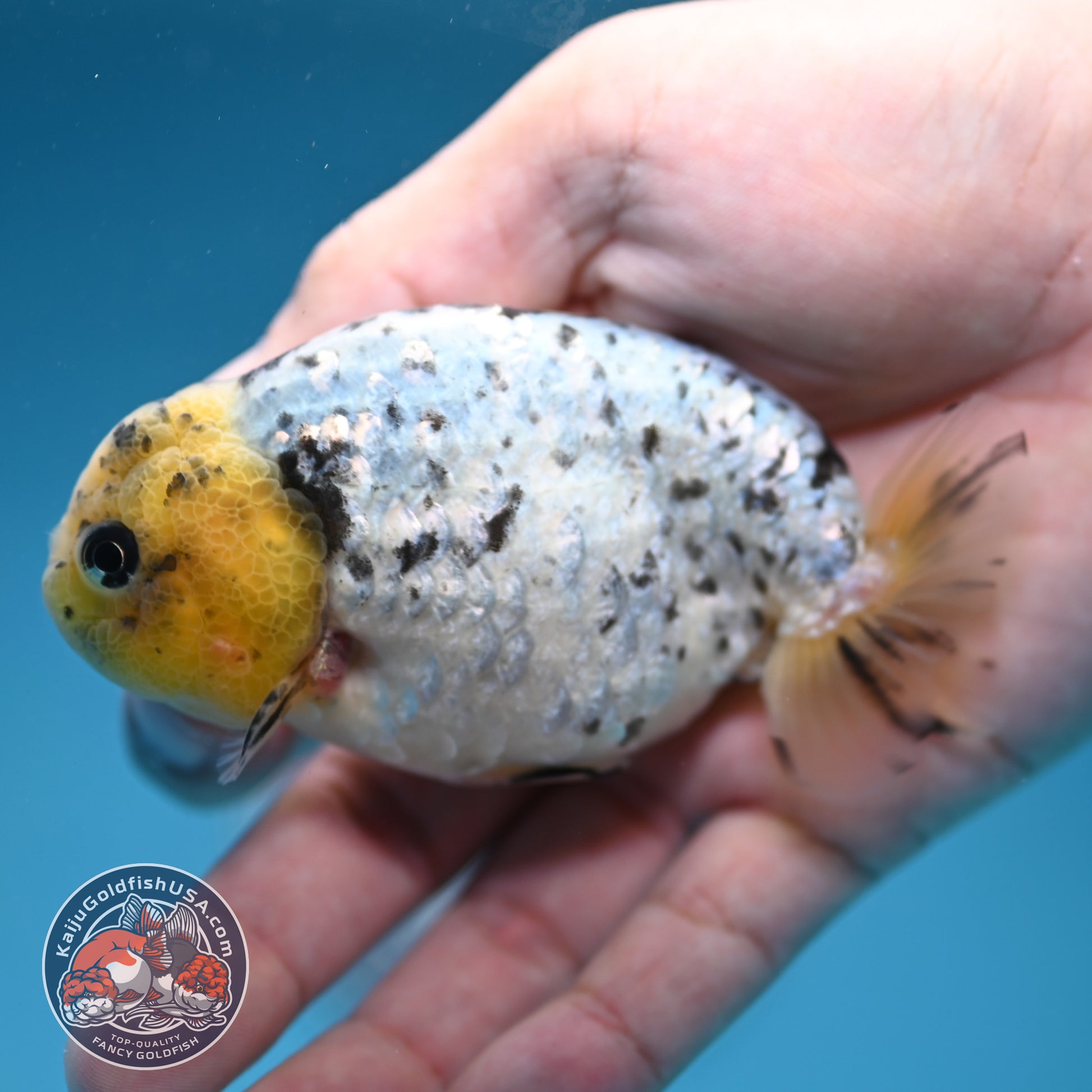 White Tiger Ranchu 3.5 inch Body (260306_RC07)