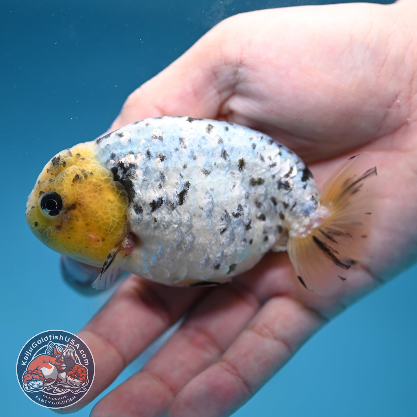 White Tiger Ranchu 3.5 inch Body (260306_RC07)