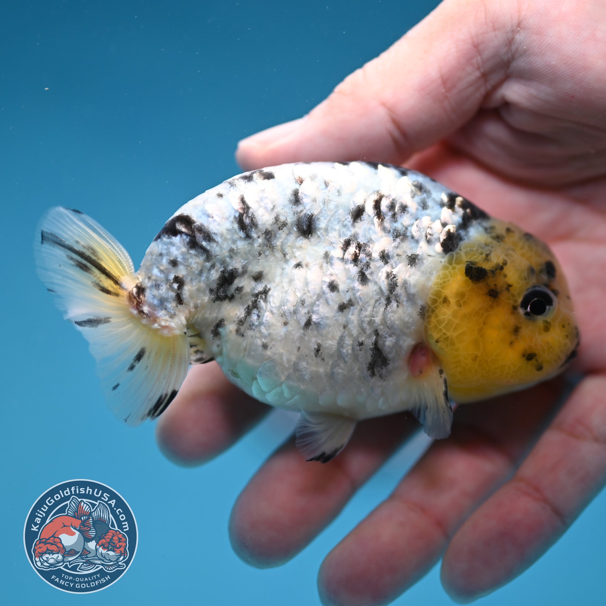 White Tiger Ranchu 3.5 inch Body (260306_RC07)