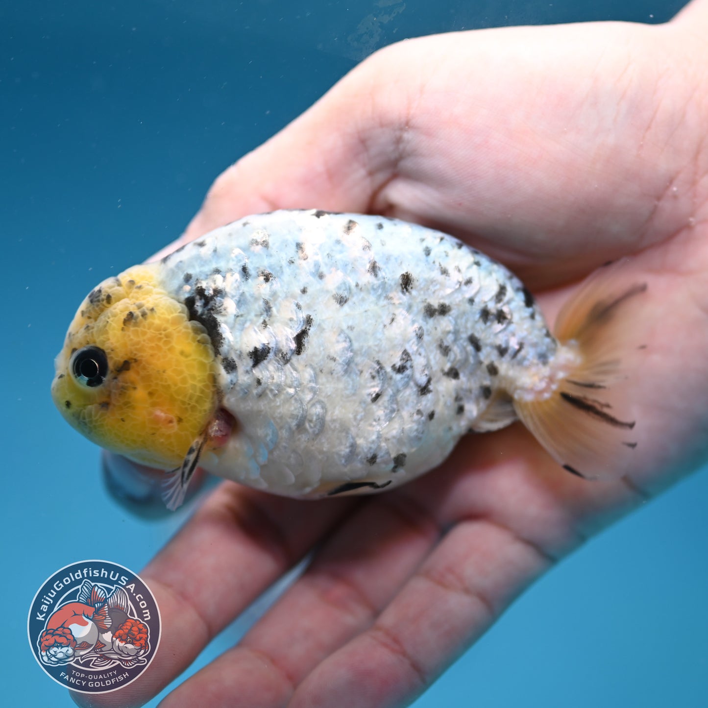 White Tiger Ranchu 3.5 inch Body (260306_RC07)