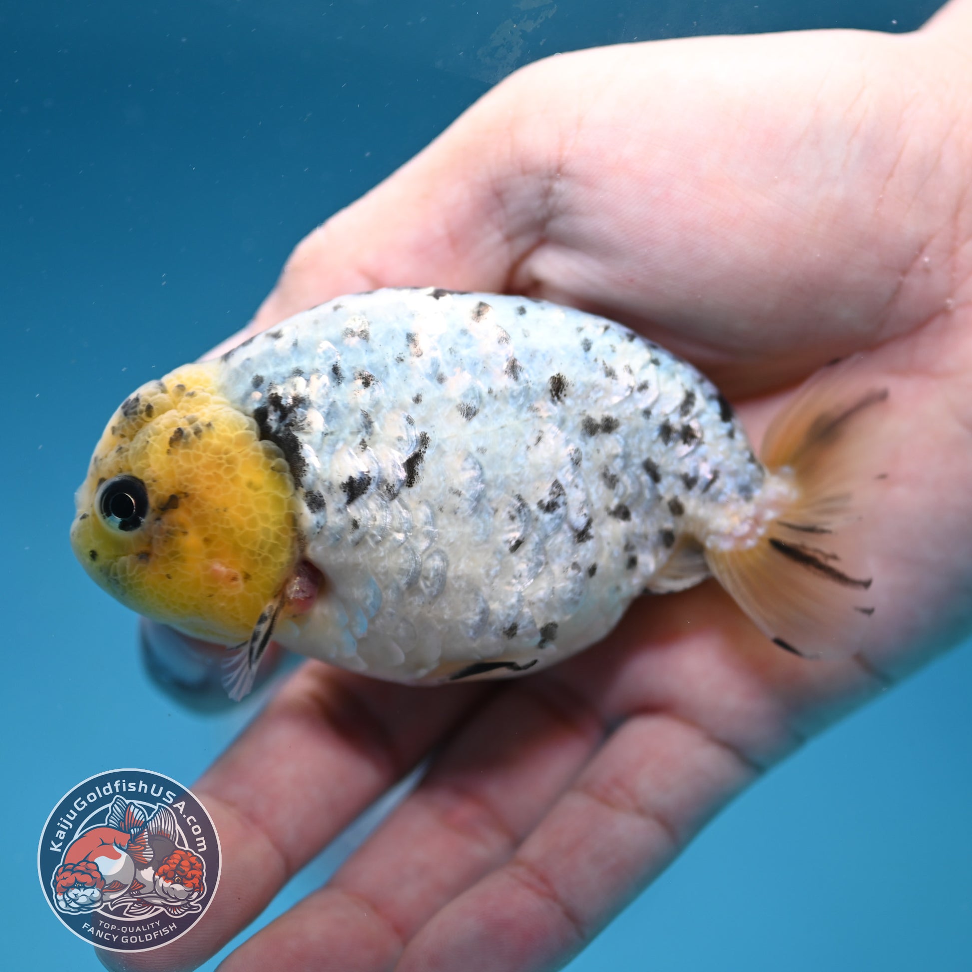 White Tiger Ranchu 3.5 inch Body (260306_RC07)