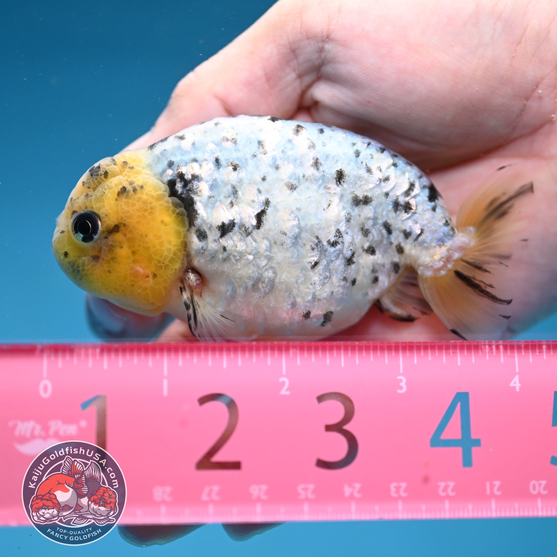 White Tiger Ranchu 3.5 inch Body (260306_RC07)