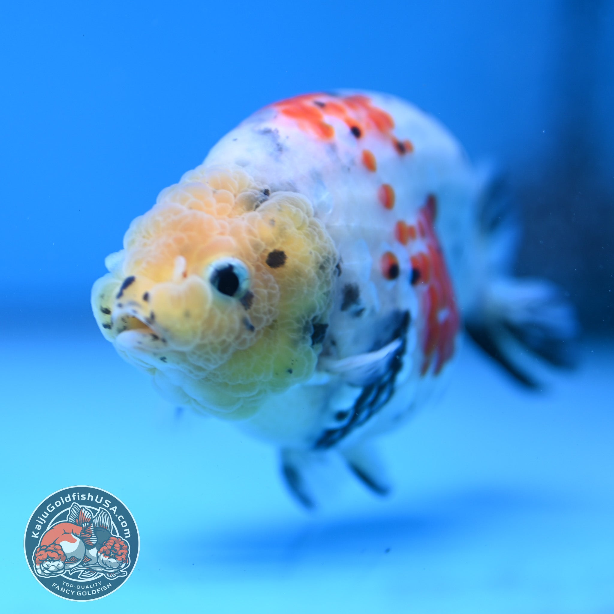 White Tiger Ranchu 3.5 inch Body (260306_RC09) – Kaiju Goldfish USA