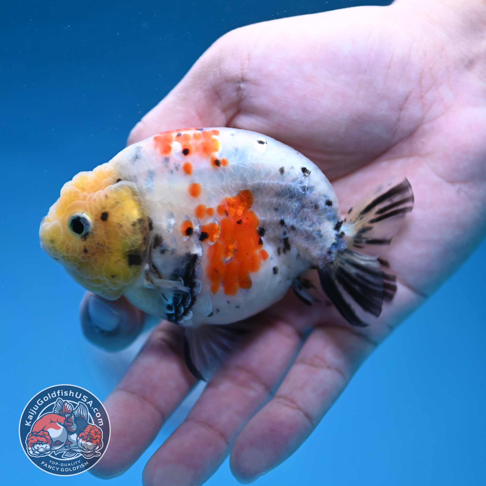 White Tiger Ranchu 3.5 inch Body (260306_RC09) – Kaiju Goldfish USA