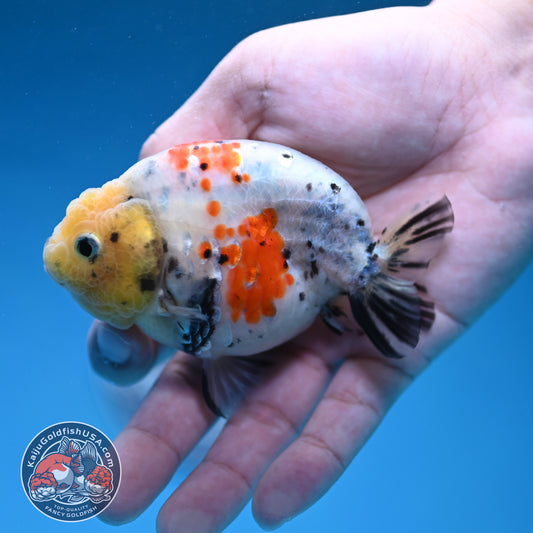 White Tiger Ranchu 3.5 inch Body (260306_RC09)