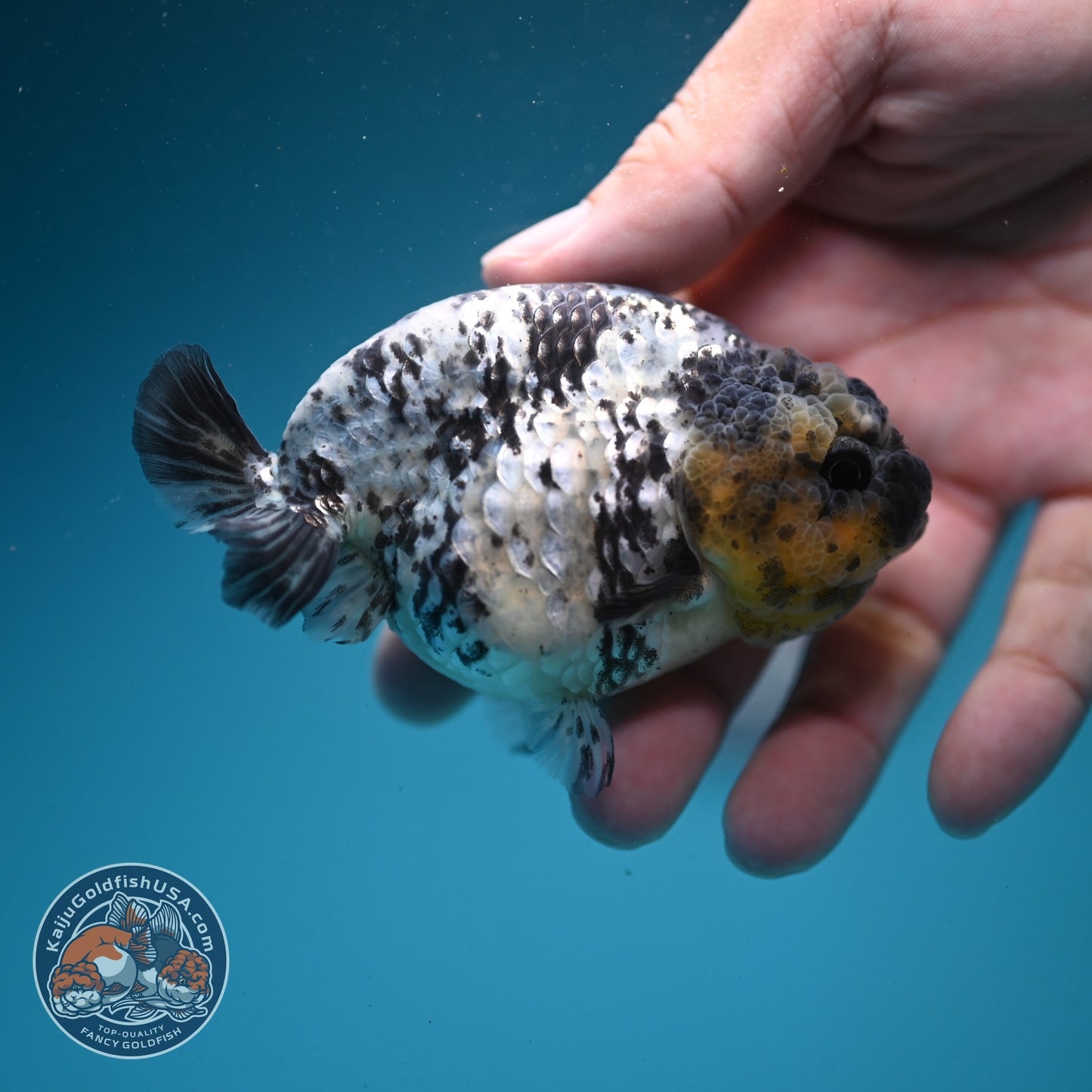 White Tiger Ranchu 3.5 inch Body (260626_RC02)