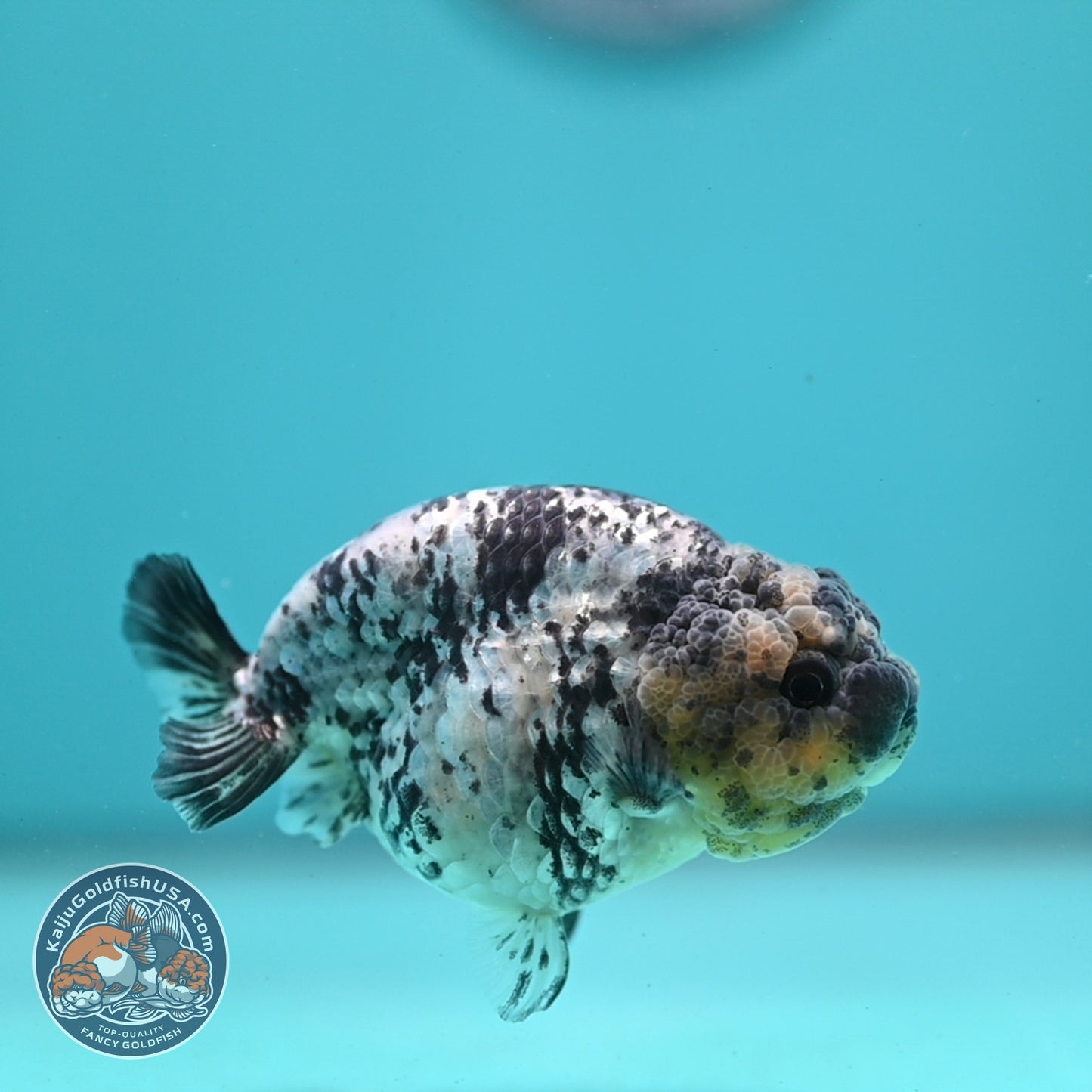 White Tiger Ranchu 3.5 inch Body (260626_RC02)