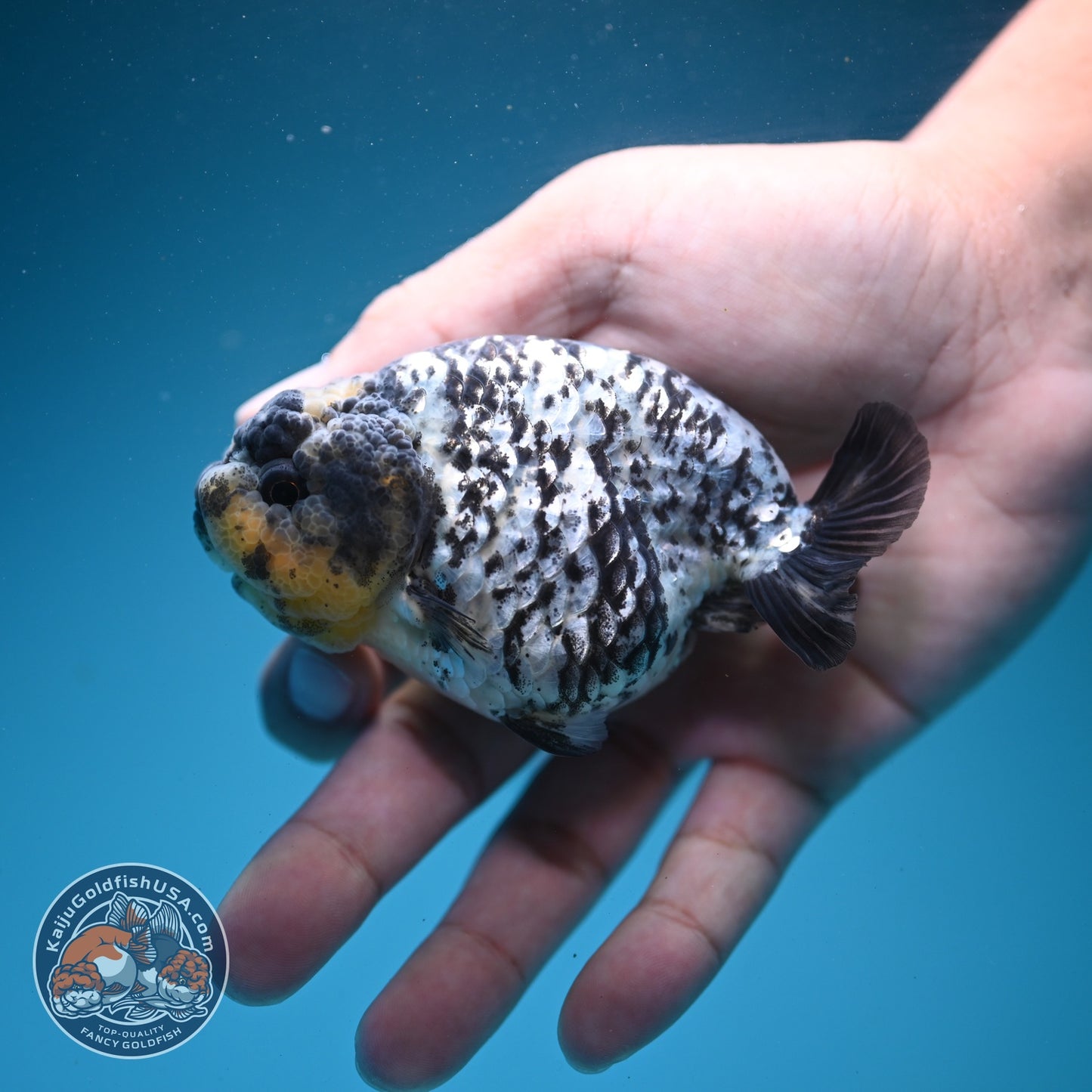 White Tiger Ranchu 3.5 inch Body (260626_RC02)