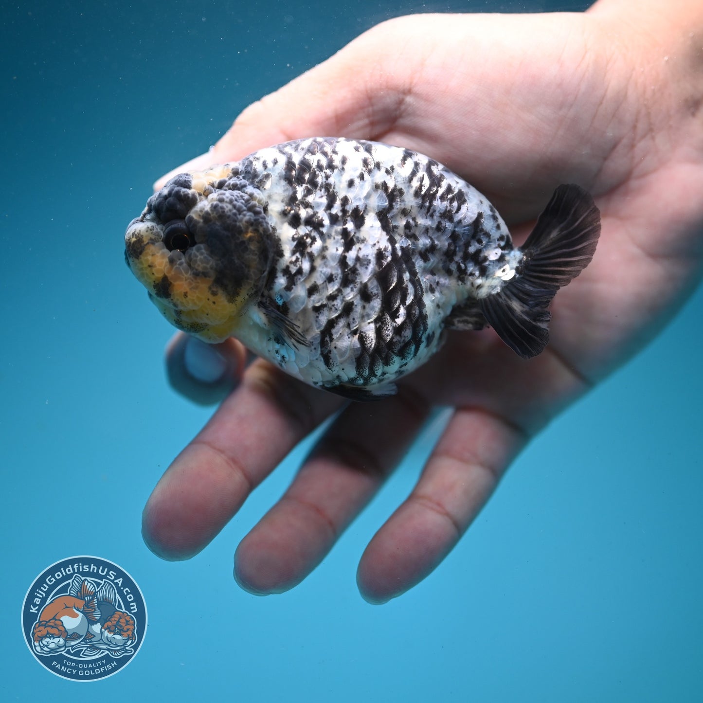 White Tiger Ranchu 3.5 inch Body (260626_RC02)