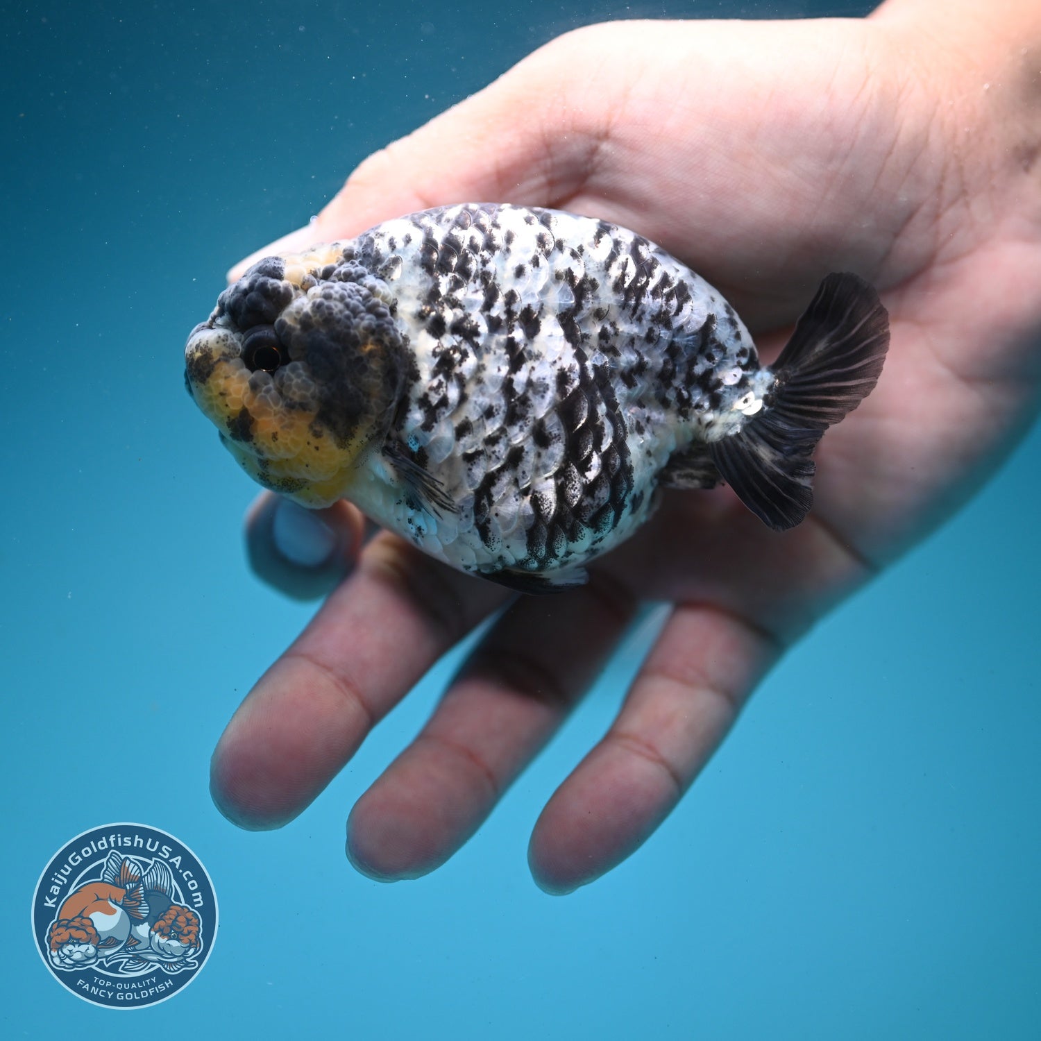 White Tiger Ranchu 3.5 inch Body (260626_RC02)