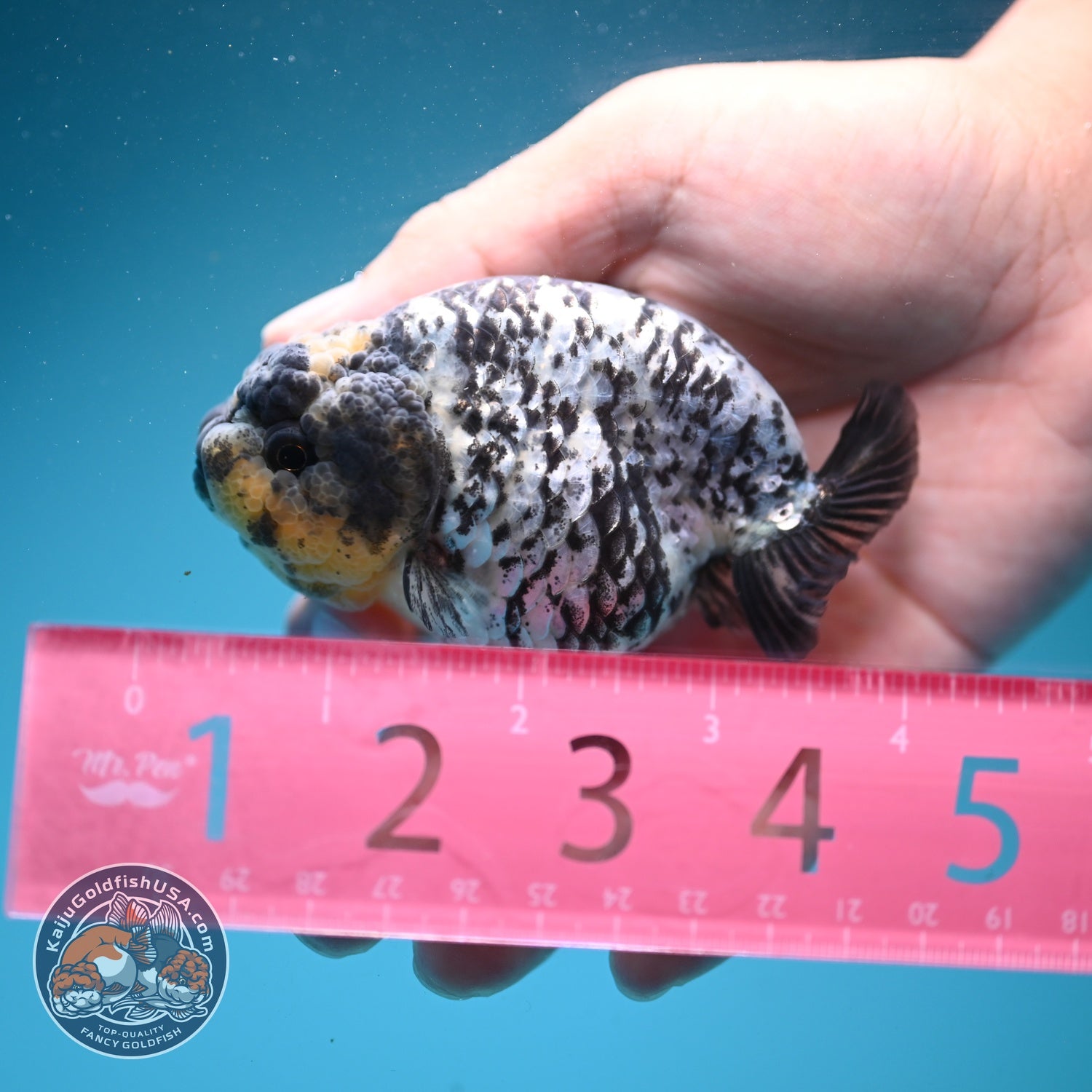 White Tiger Ranchu 3.5 inch Body (260626_RC02)