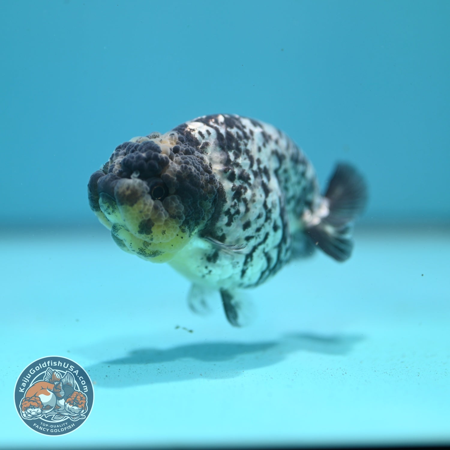 White Tiger Ranchu 3.5 inch Body (260626_RC02)