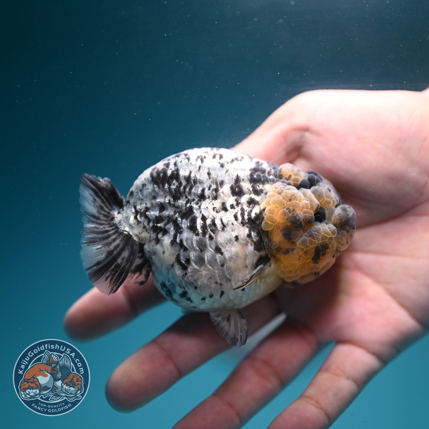 White Tiger Ranchu 3.5 inch Body (260626_RC05)