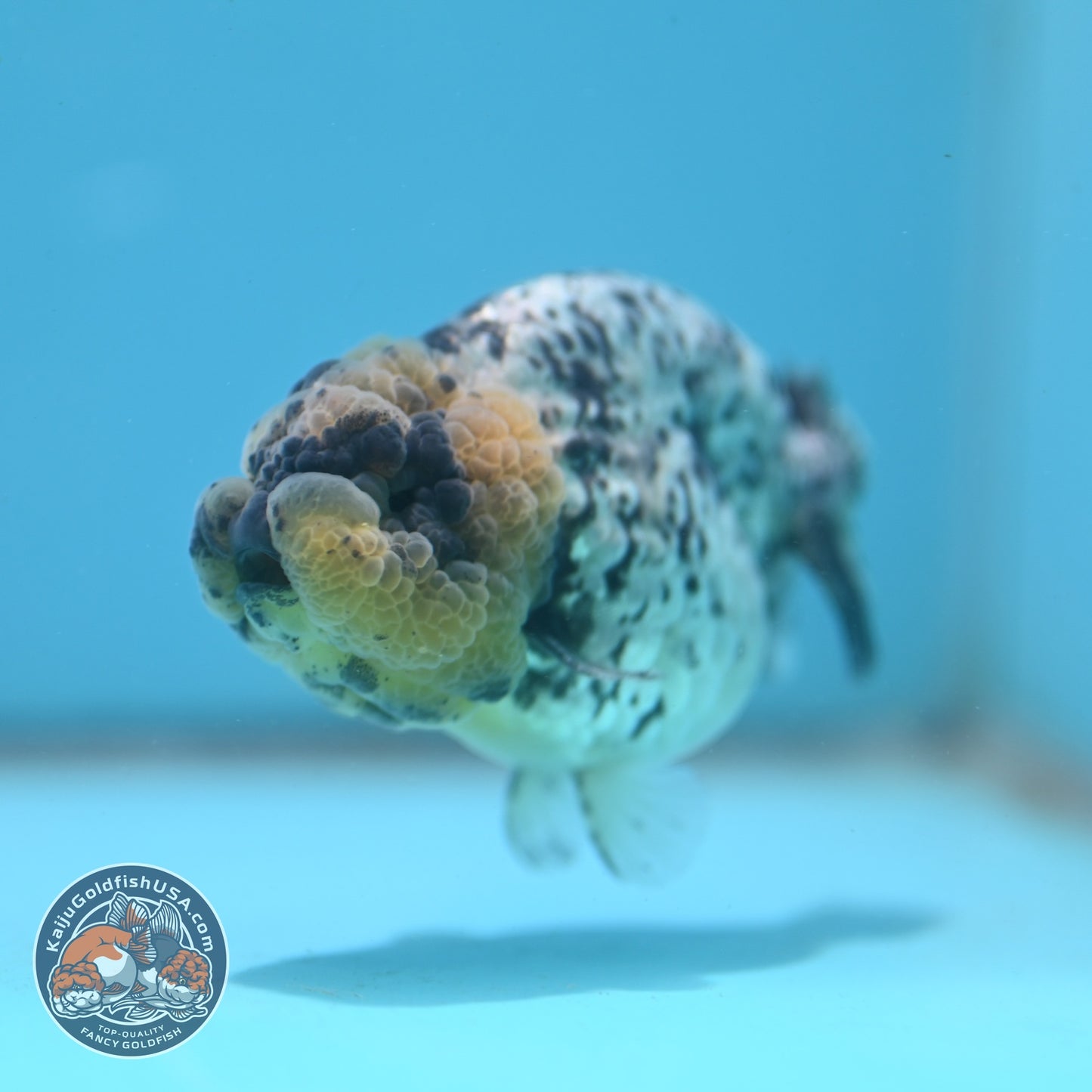 White Tiger Ranchu 3.5 inch Body (260626_RC05)