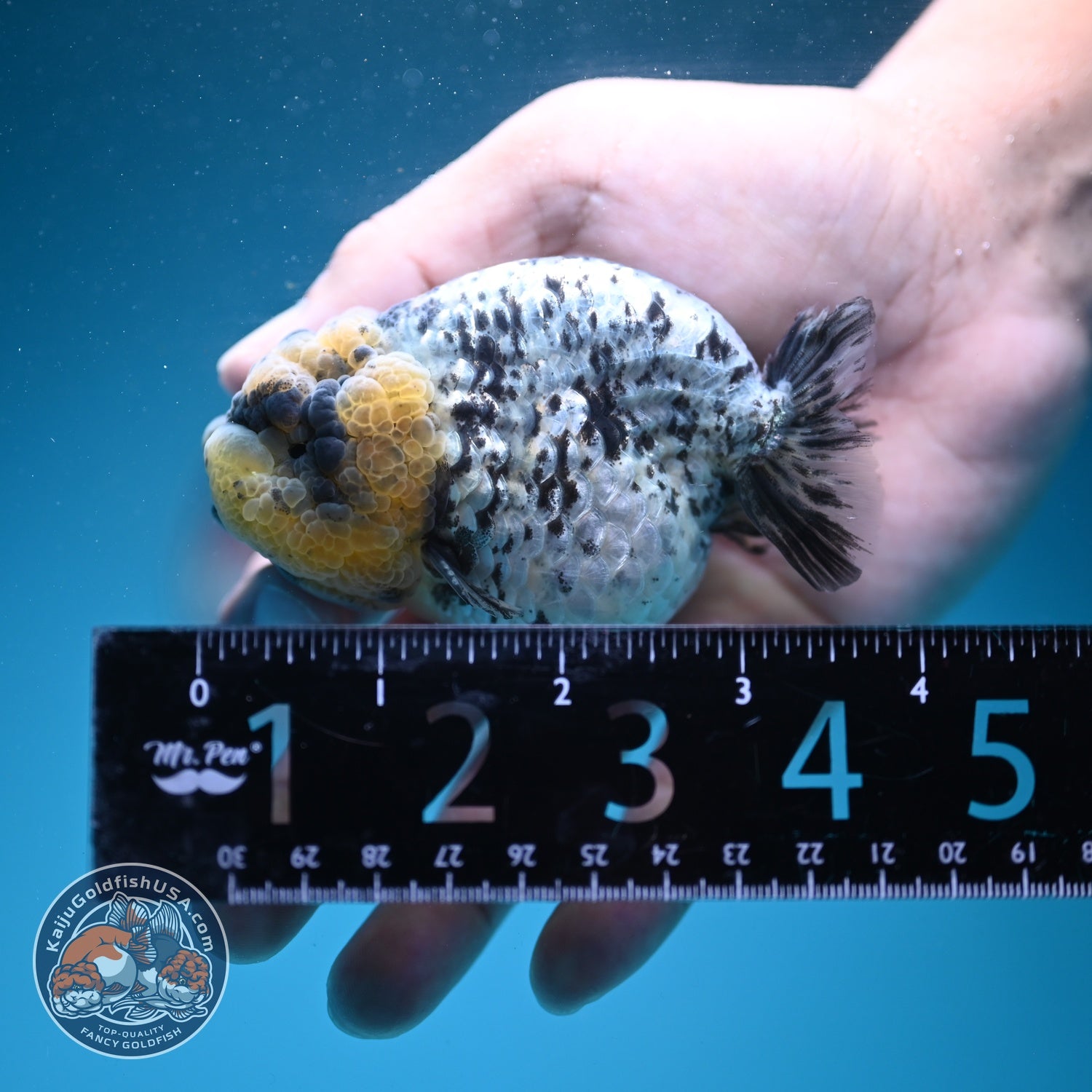 White Tiger Ranchu 3.5 inch Body (260626_RC05)