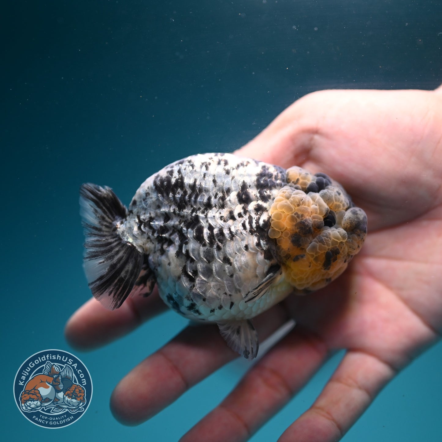 White Tiger Ranchu 3.5 inch Body (260626_RC05)