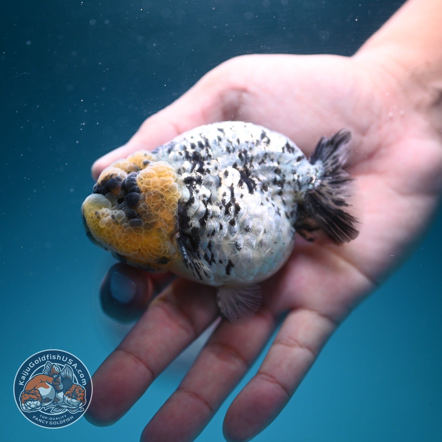 White Tiger Ranchu 3.5 inch Body (260626_RC05)