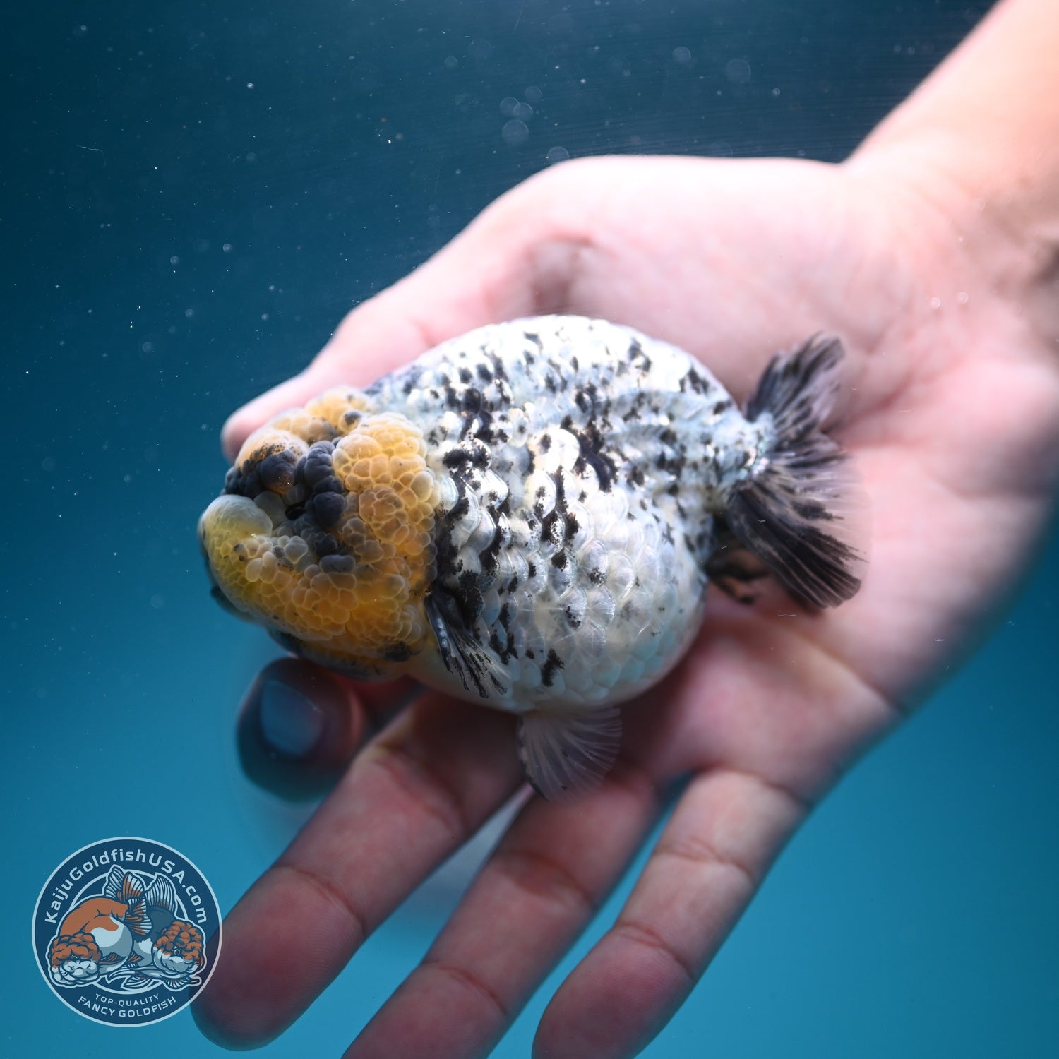 White Tiger Ranchu 3.5 inch Body (260626_RC05)