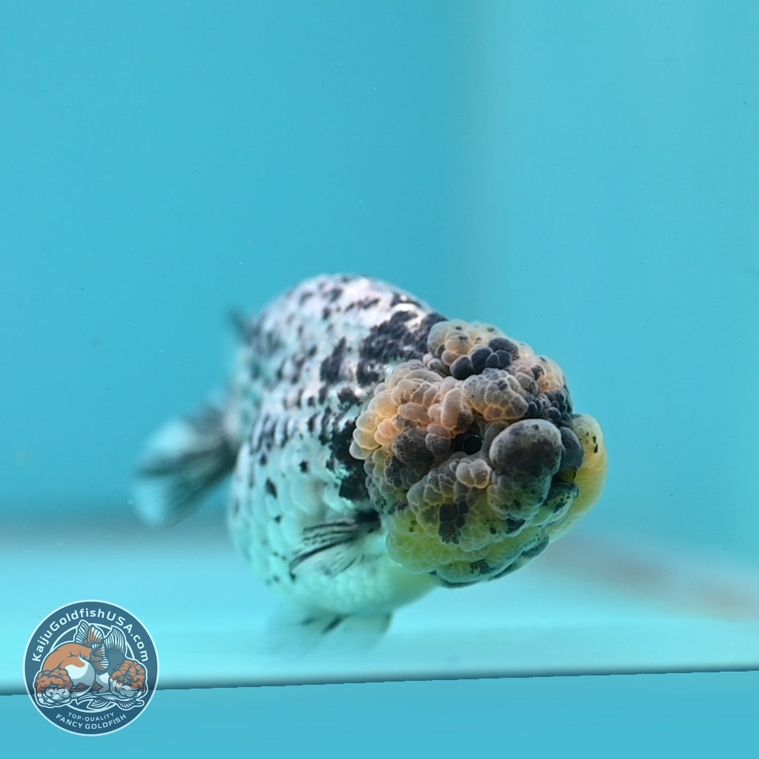 White Tiger Ranchu 3.5 inch Body (260626_RC05)