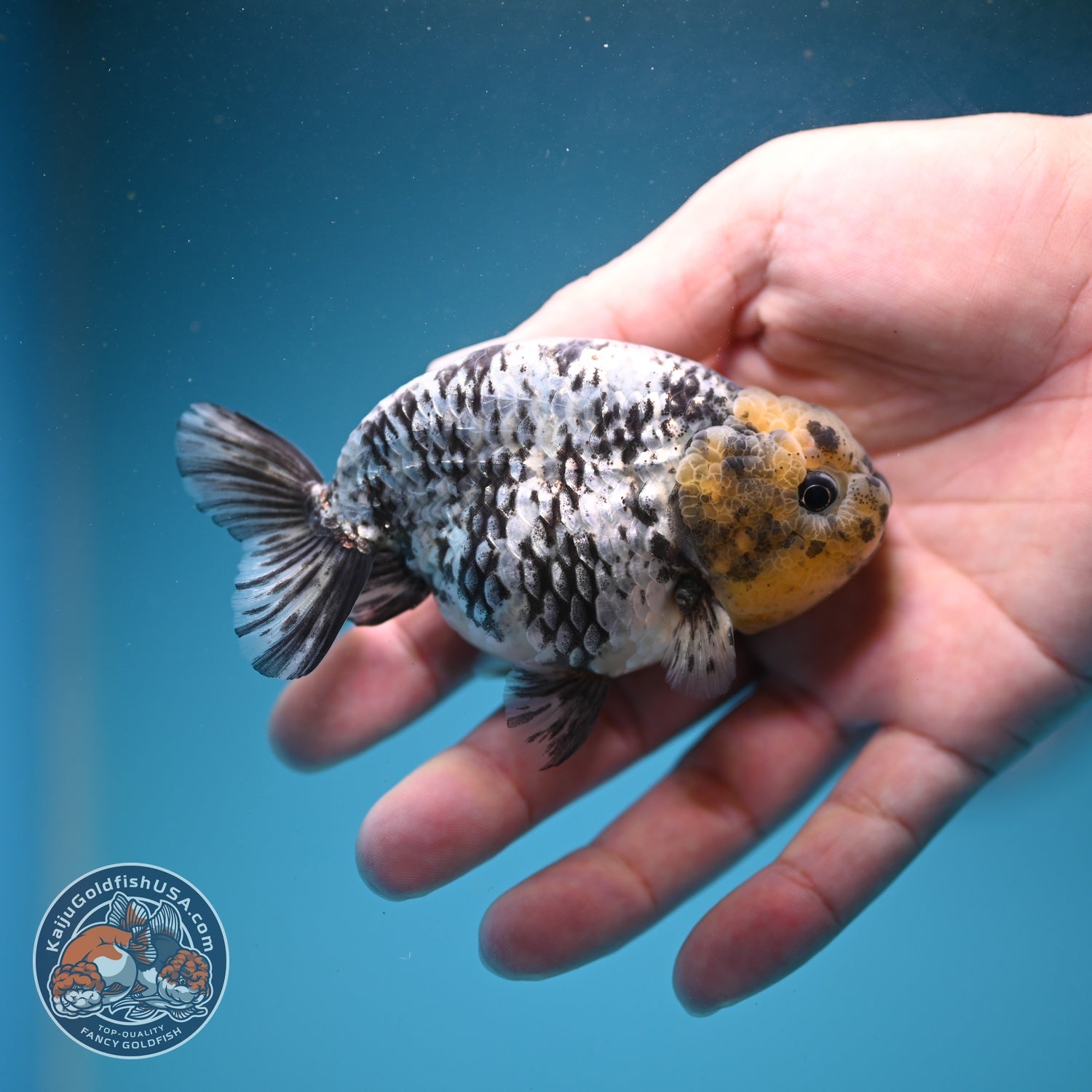 White Tiger Ranchu 3.5 inch Body (260807_RC02)
