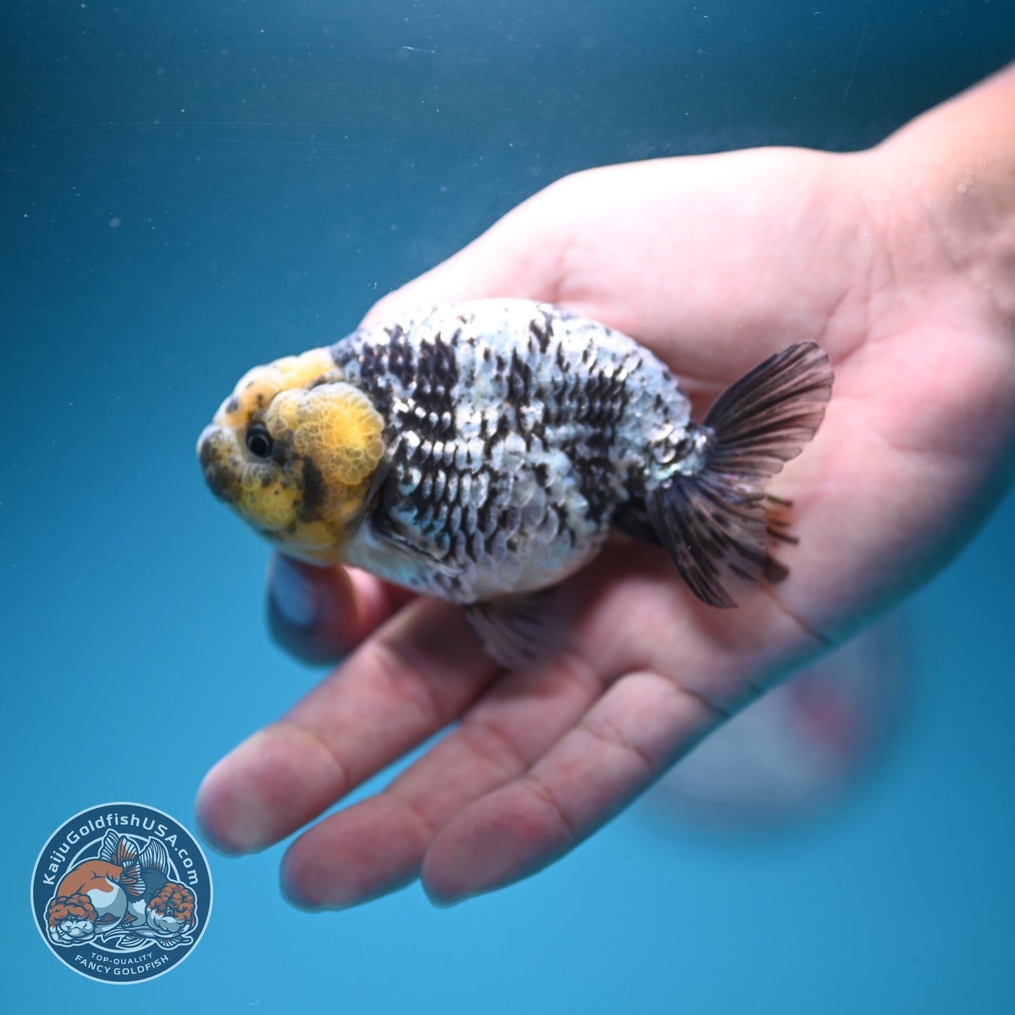 White Tiger Ranchu 3.5 inch Body (260807_RC02)