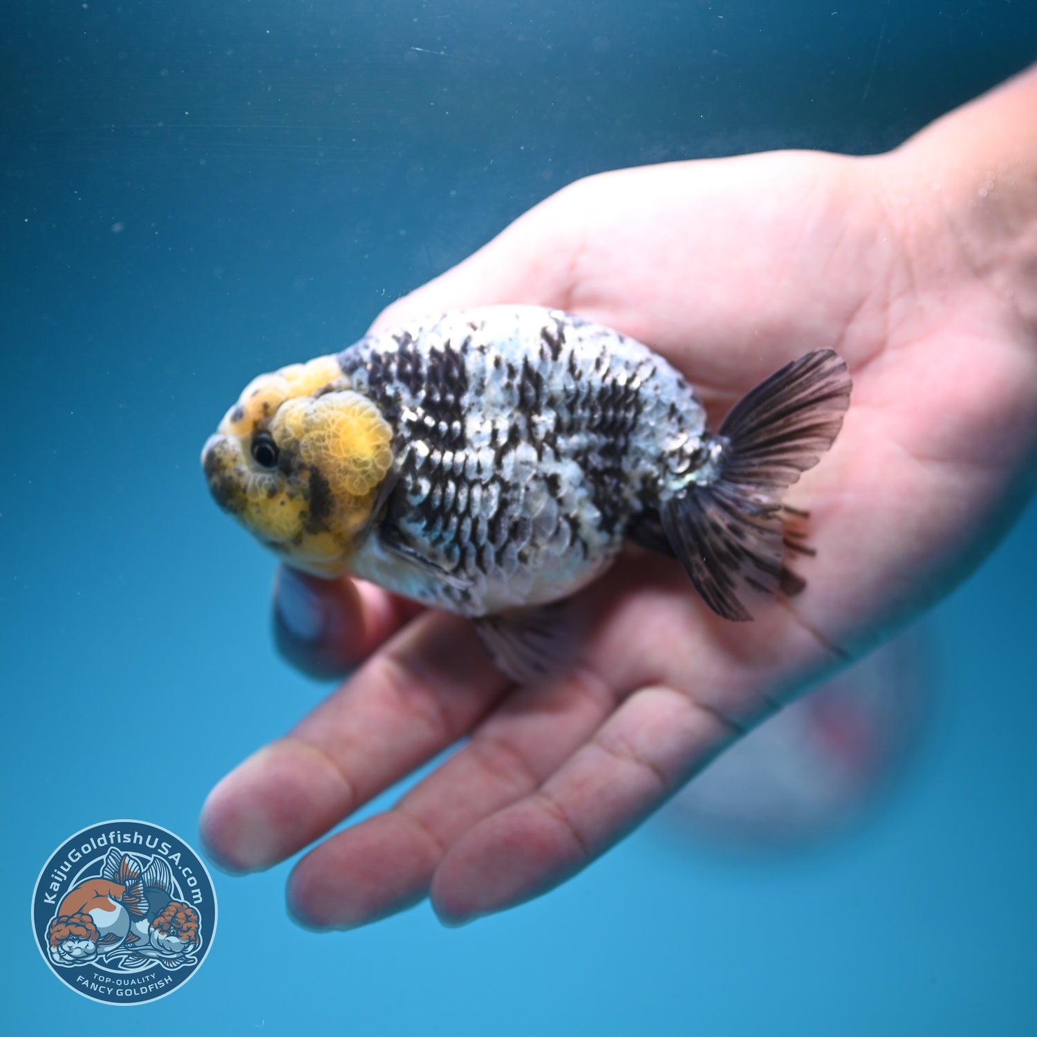White Tiger Ranchu 3.5 inch Body (260807_RC02)