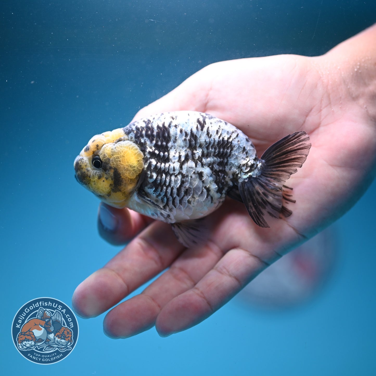 White Tiger Ranchu 3.5 inch Body (260807_RC02)