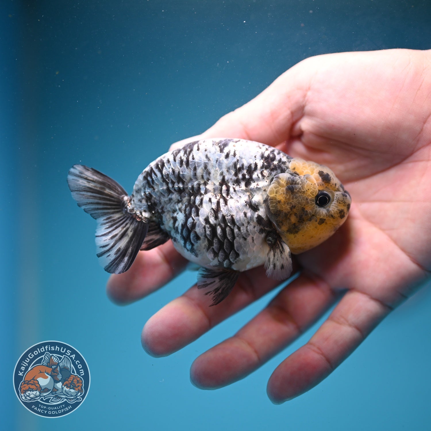 White Tiger Ranchu 3.5 inch Body (260807_RC02)