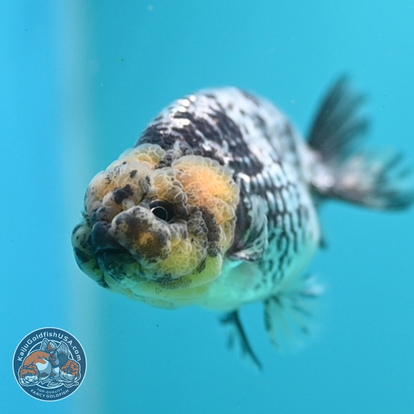 White Tiger Ranchu 3.5 inch Body (260807_RC02)