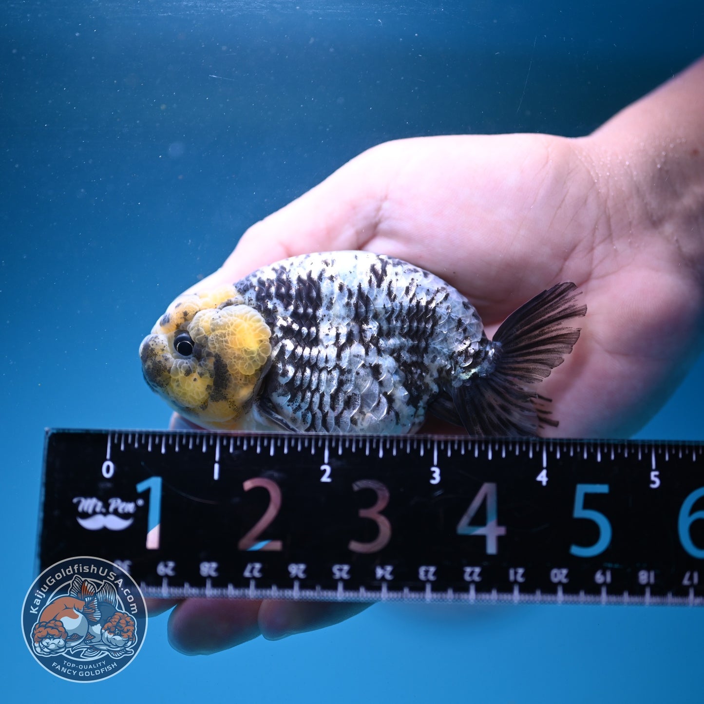 White Tiger Ranchu 3.5 inch Body (260807_RC02)