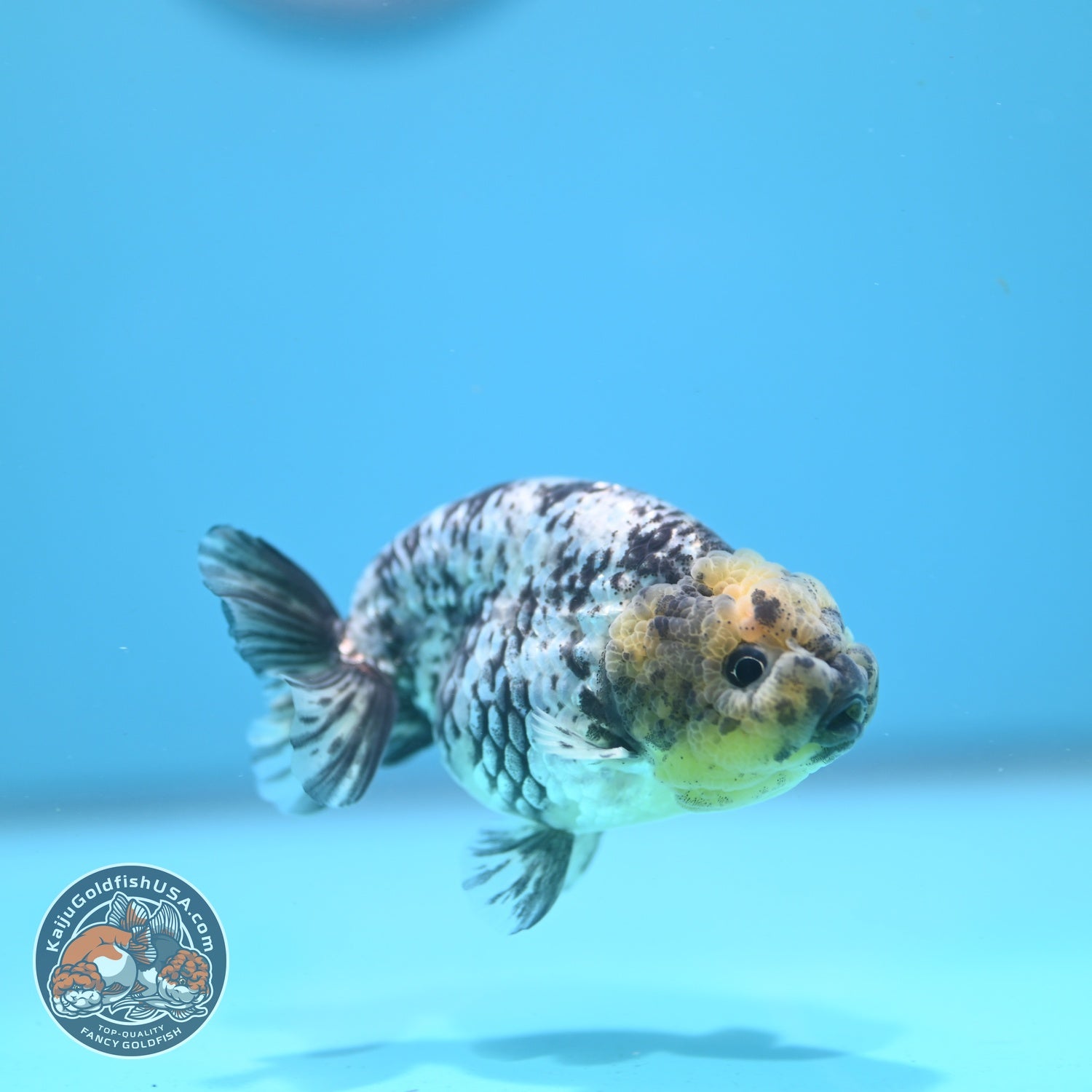 White Tiger Ranchu 3.5 inch Body (260807_RC02)