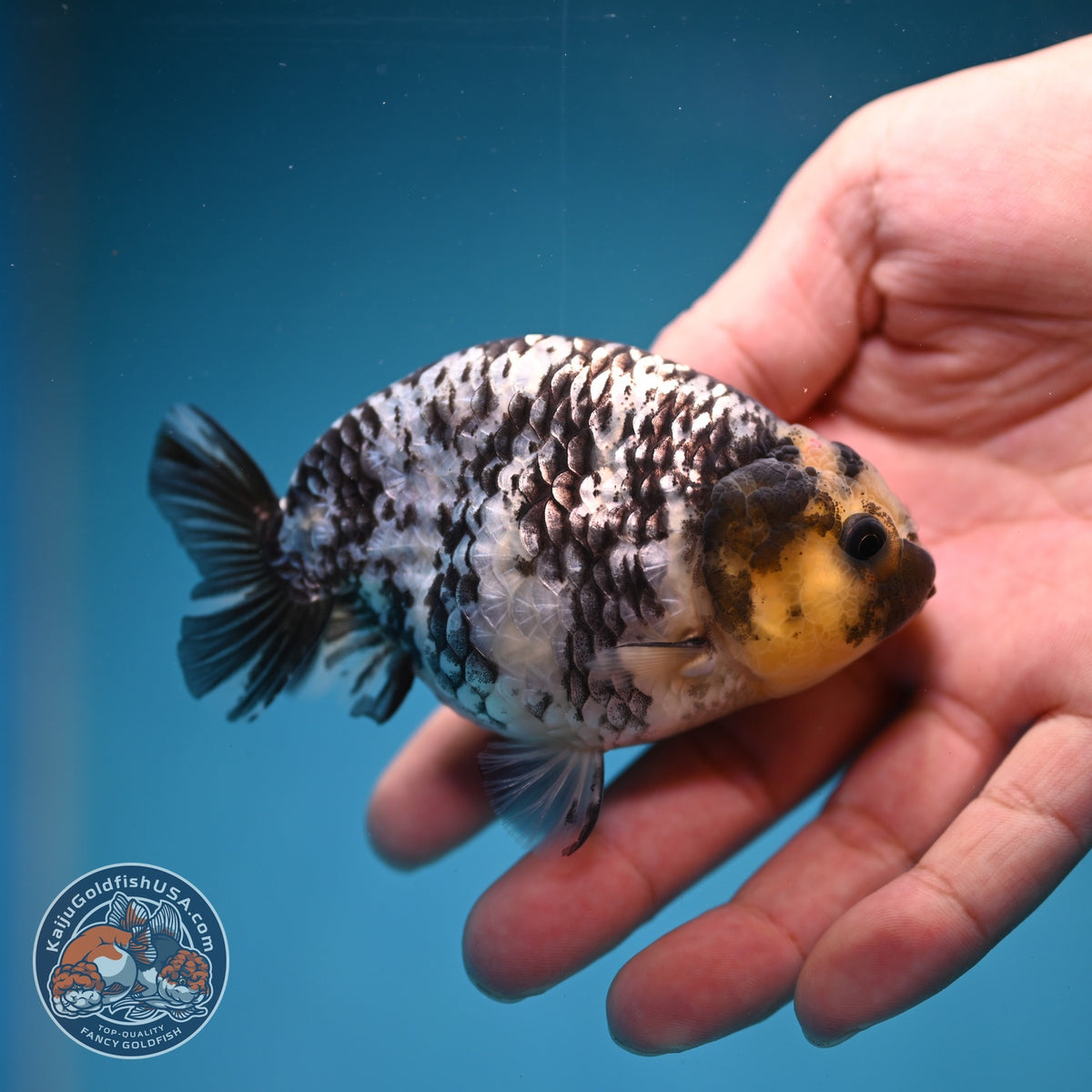 White Tiger Ranchu 3.5 inch Body (260918_RC01)