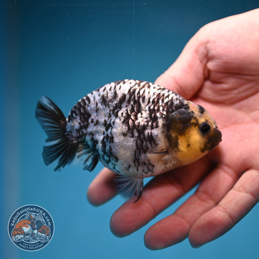 White Tiger Ranchu 3.5 inch Body (260918_RC01)