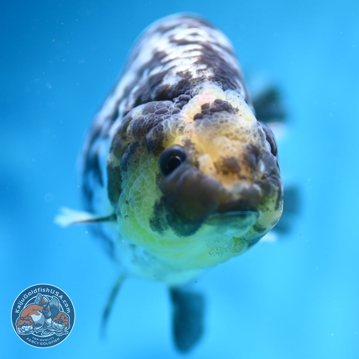 White Tiger Ranchu 3.5 inch Body (260918_RC01)